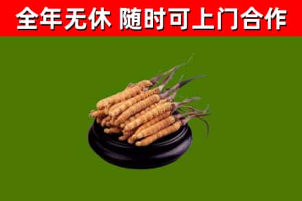 潮州回收散虫草